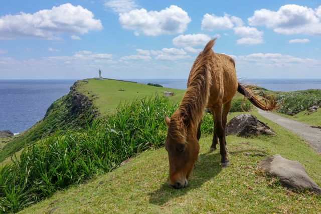 与那国島　馬