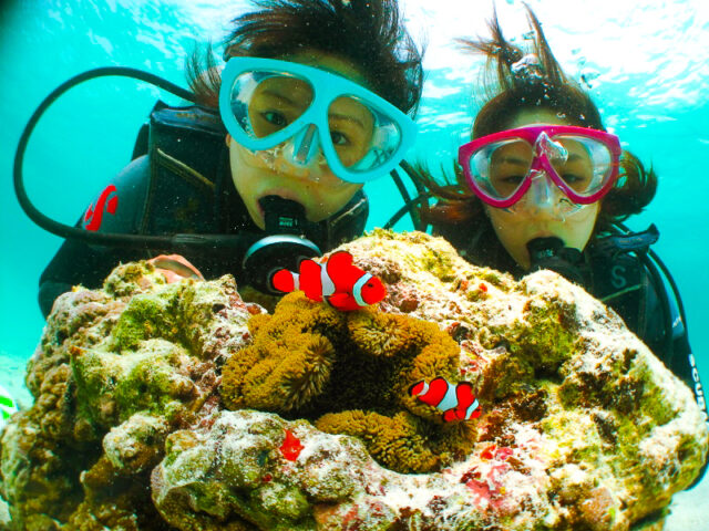 石垣島　ダイビング　熱帯魚