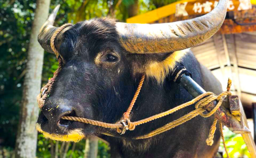 竹富島観光で人気の水牛車を引く水牛の近影。