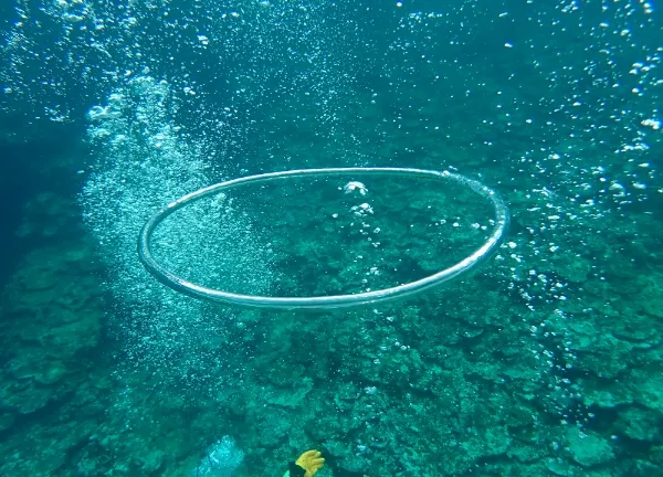 【石垣島/1日/貸切】初心者も経験者も楽しめる!完全プライベートなダイビングチャーターツアー☆プランカスタマイズ可能 《前日予約OK・インストラクターの指導付き》(No.256)