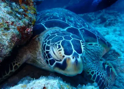 ダイビングで出会える石垣島の仲間たち