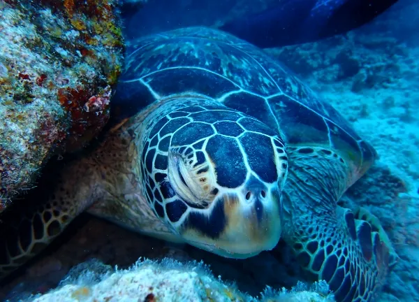 【石垣島/1日/貸切】初心者も経験者も楽しめる!完全プライベートなダイビングチャーターツアー☆プランカスタマイズ可能 《前日予約OK・インストラクターの指導付き》(No.256)