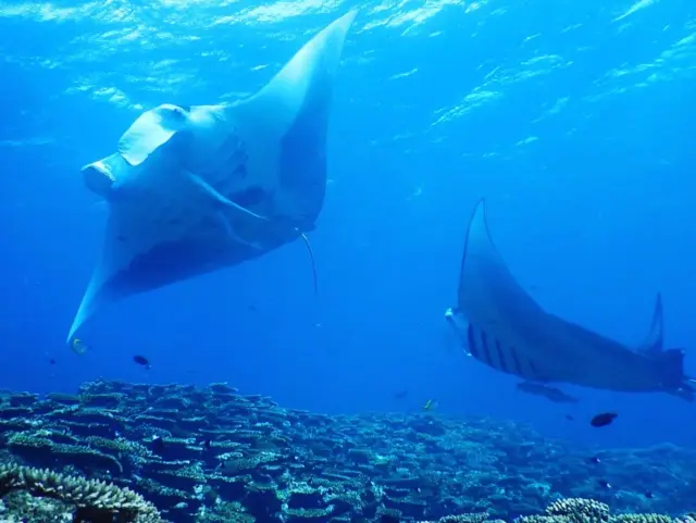 ダイビングで出会える 石垣島のマンタ