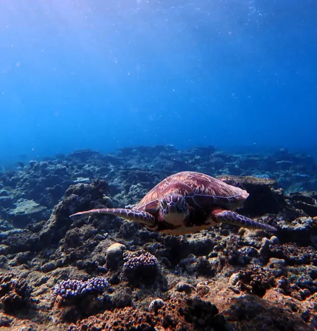 石垣島 ダイビング 生き物