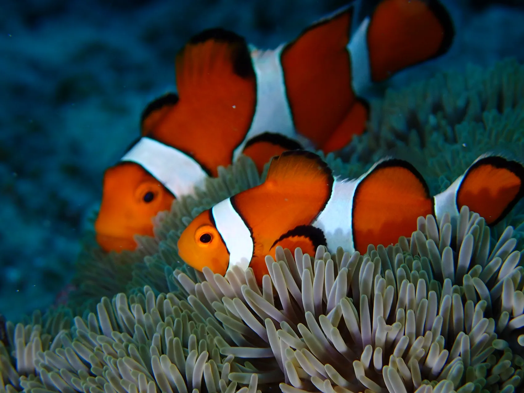 【石垣島/1日/貸切】初心者も経験者も楽しめる!完全プライベートなダイビングチャーターツアー☆プランカスタマイズ可能 《前日予約OK・インストラクターの指導付き》(No.256)