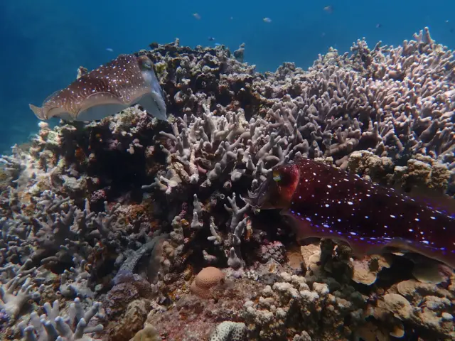 石垣島の釣りスポットの水中。春先に産卵のためサンゴ礁へやってくる巨大なコブシメの番い。