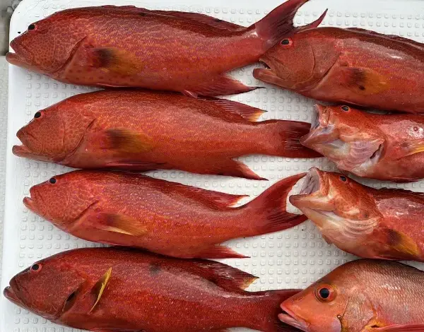 釣った新鮮な魚を味わう