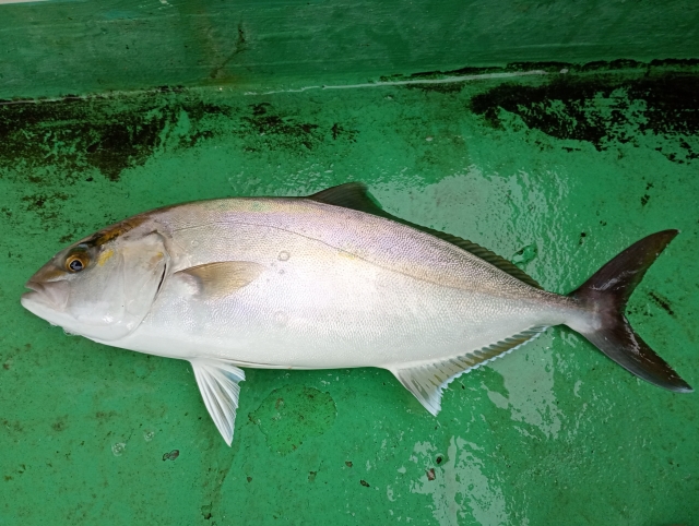 釣り　カンパチ