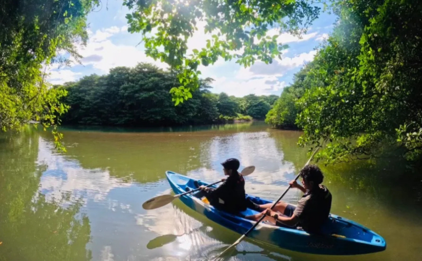 石垣島　マングローブ