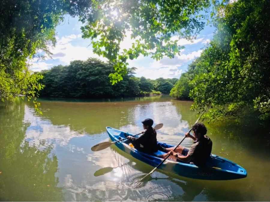 石垣島　マングローブ