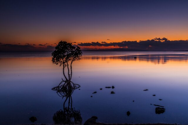 名蔵湾のマングローブ　名蔵湾　マングローブ