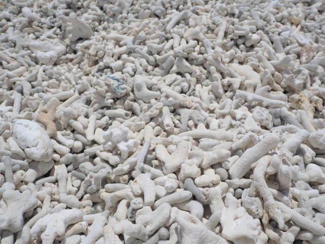 サンゴの浜　サンゴ