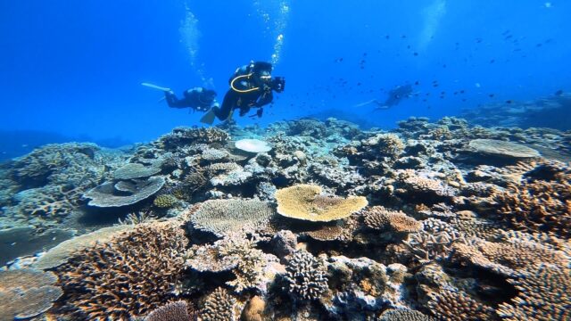 シュノーケリング サンゴ礁 ガイド付きシュノーケリング