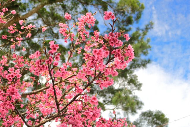 寒緋桜　桜　沖縄の桜
