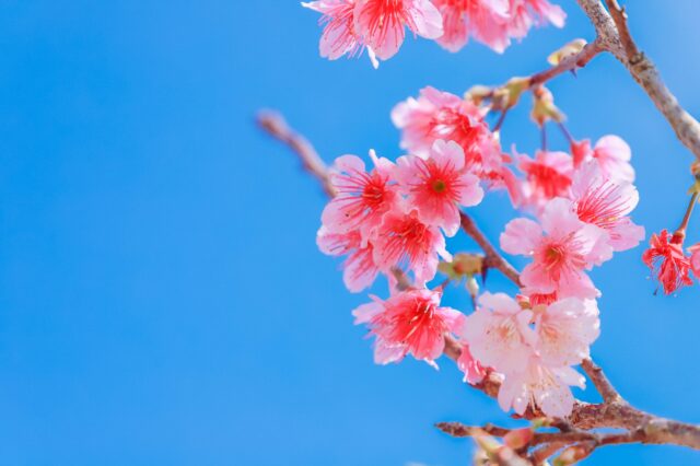 寒緋桜　桜　沖縄の桜