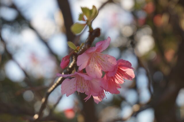 宮古島　桜　寒緋桜