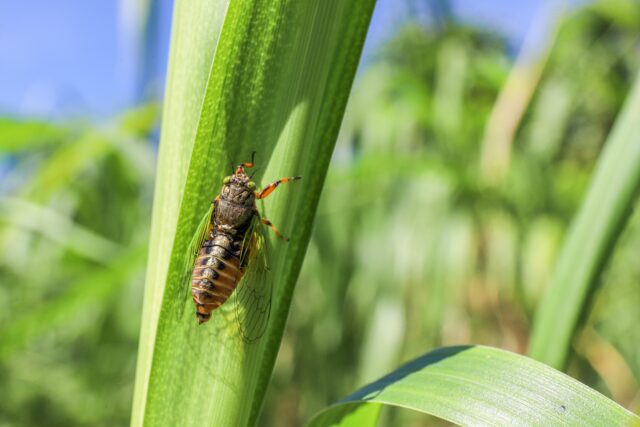 イワサキクサゼミ