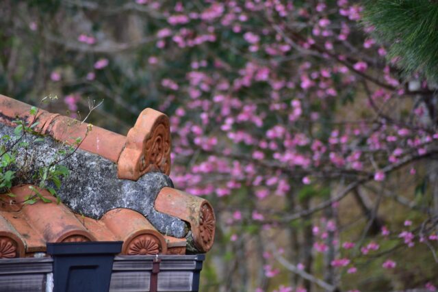 沖縄　桜　赤瓦屋根