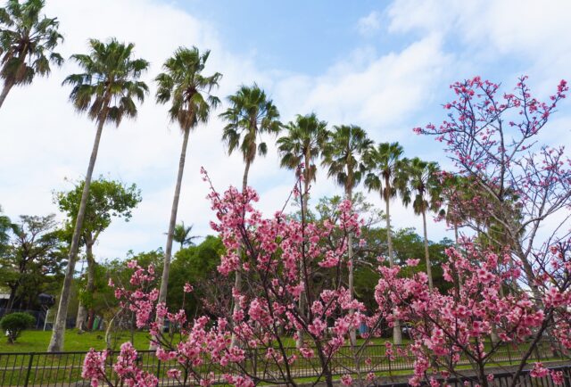 寒緋桜　ヤシの木　桜