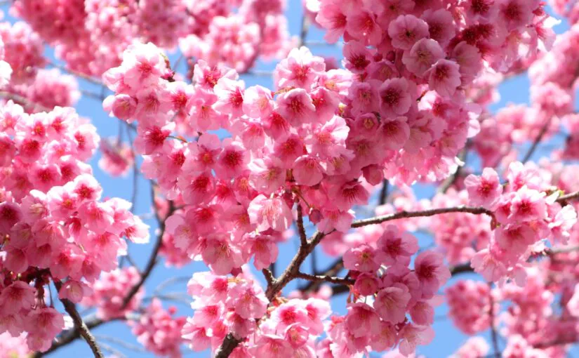 寒緋桜　桜