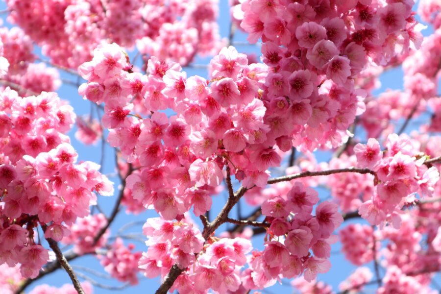 寒緋桜　桜