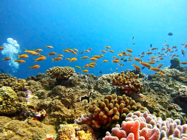 サンゴ礁 石垣島 シュノーケリング