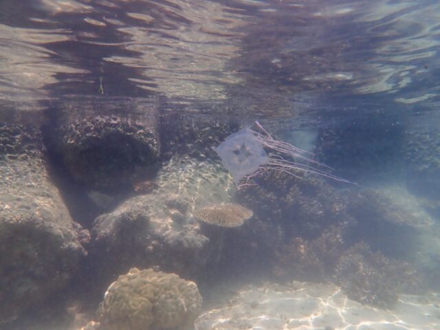 ハブクラゲ クラゲ 離岸流