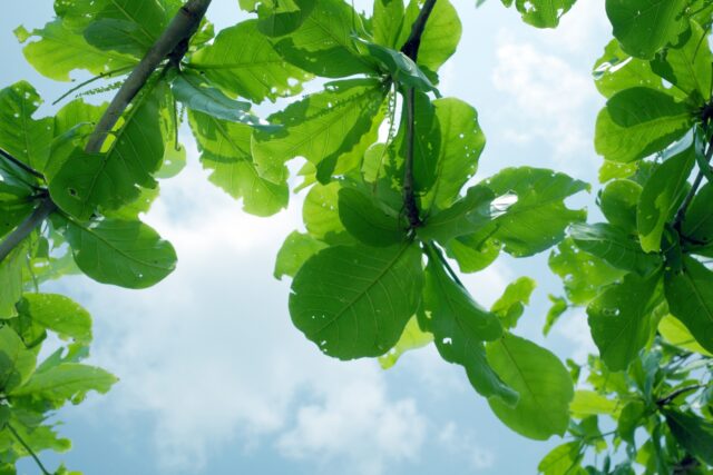 米原ビーチ モモタマナ 自然