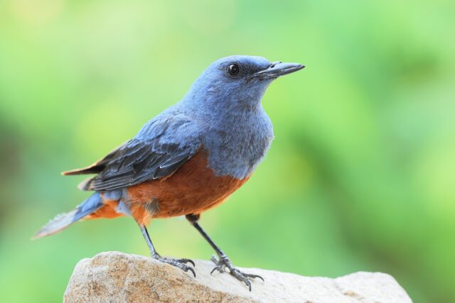 石垣島・西表島で出会える生物 イソヒヨドリ