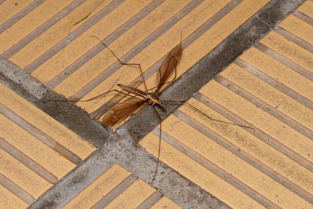 石垣島西表島で出会える生物 ガガンボ