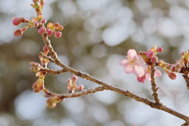 桜　つぼみ　咲き始め