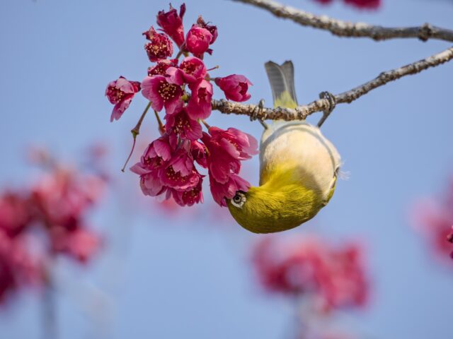 寒緋桜　桜　メジロ