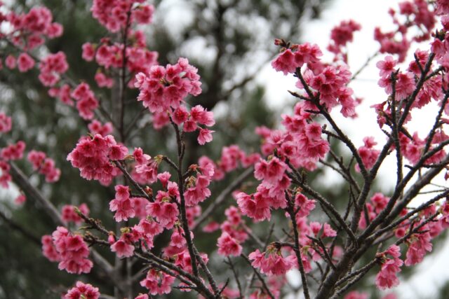 寒緋桜　桜　沖縄の桜