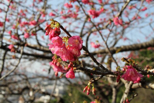 寒緋桜　桜　沖縄の桜
