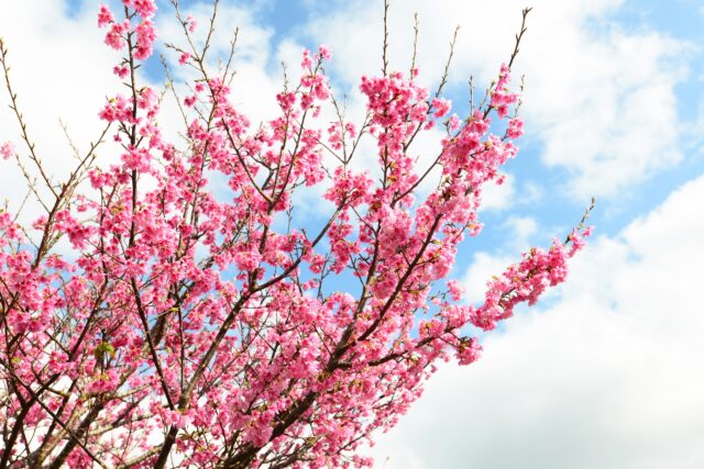 寒緋桜　桜　沖縄の桜