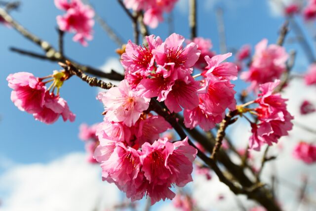 寒緋桜　桜　沖縄の桜
