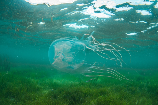 石垣島の釣りスポットやビーチで注意が必要な、猛毒を持つハブクラゲの水中写真。