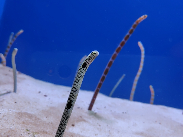 チンアナゴ　石垣島 ダイビングスポット