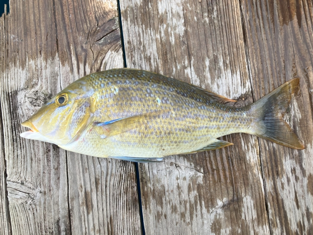 石垣島の釣りスポットで釣れた、新鮮で美しいフエフキダイの近影。