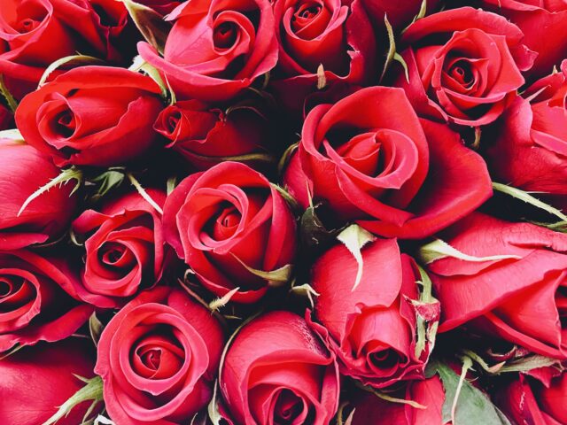 Proposal, Roses, Bouquet