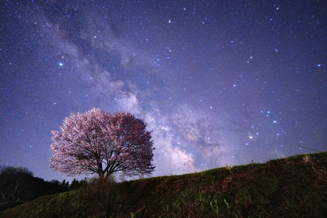 石垣島の星空スポットで見る春の絶景。寒緋桜(カンヒザクラ)と天の川の共演。