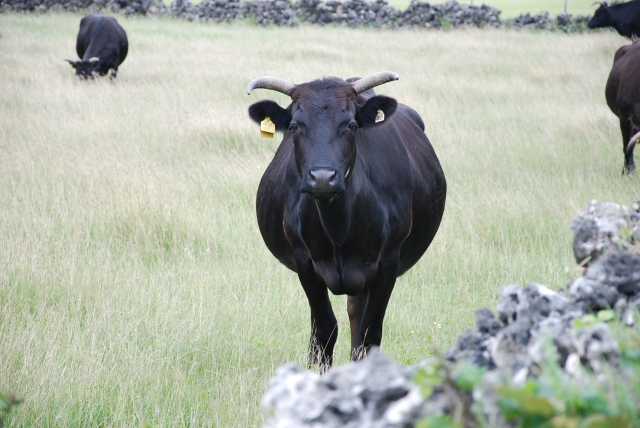 黒島の牛　黒島 牛祭り