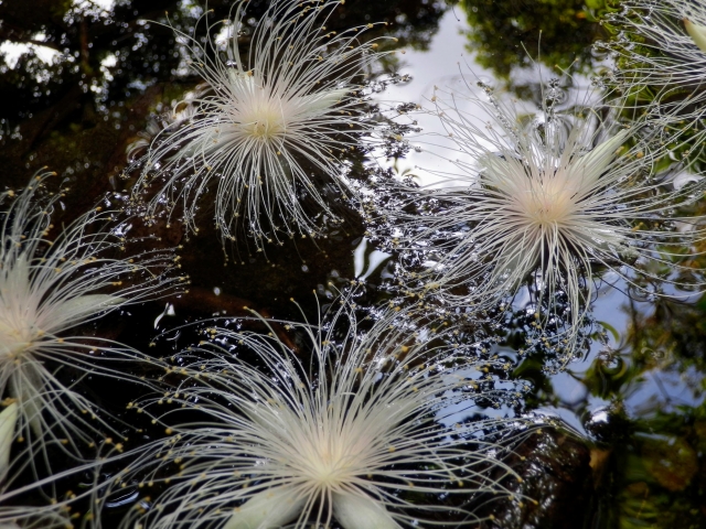 石垣島の早朝、マングローブの川面に散ったサガリバナ。