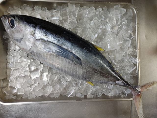 石垣島 釣り キハダマグロ