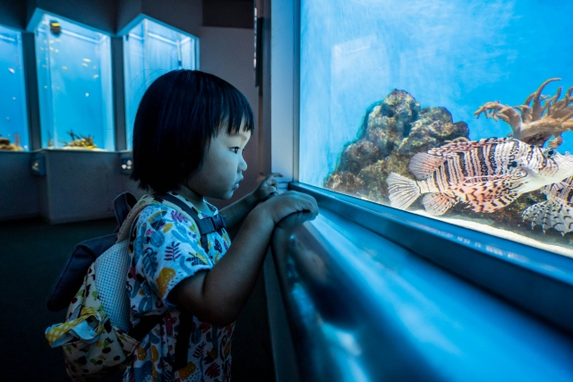 石垣島 水族館 子供