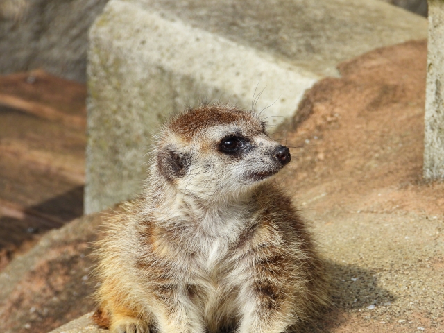 石垣島 動物園 ミーアキャット