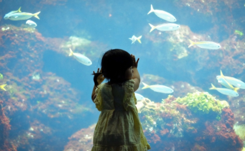 石垣島　水族館