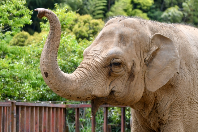 石垣島 動物園 ゾウ 象