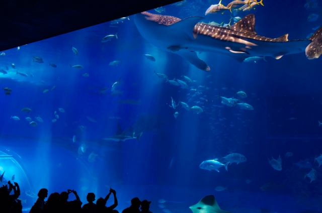 石垣島 水族館