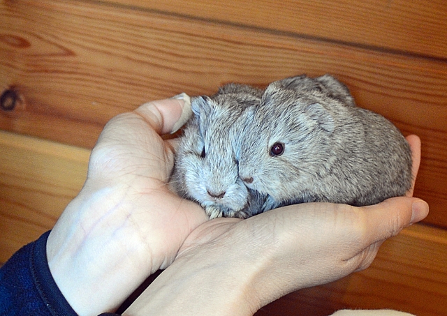 石垣島 動物 ふれあい